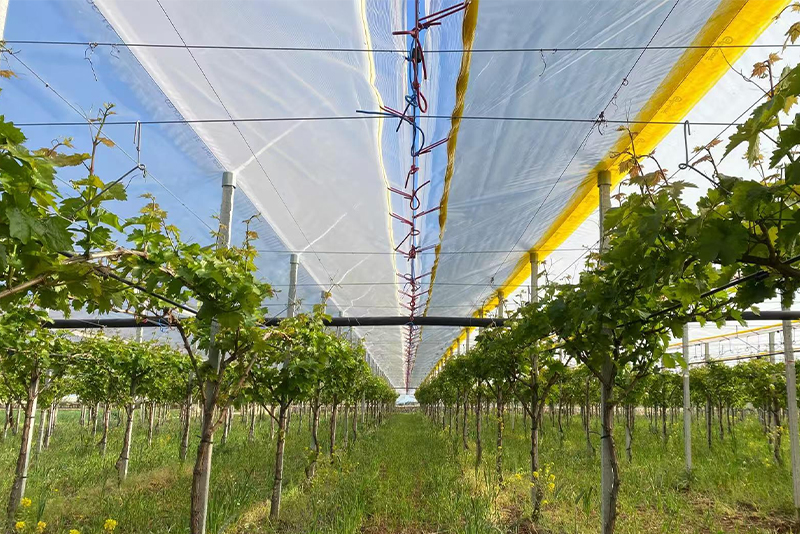 LUGRAPES