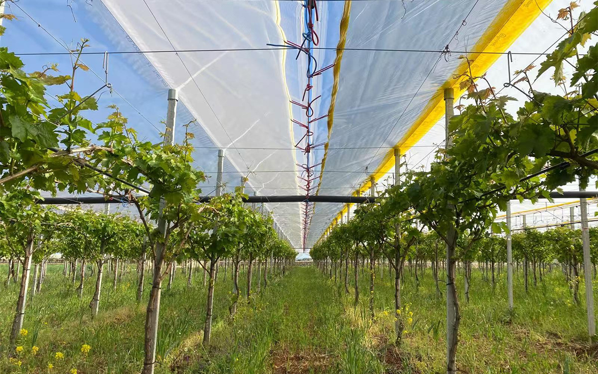 LUGRAPES