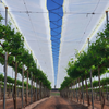 Grape Greenhouse Films