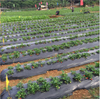 Black Mulch Film