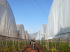 Diffusion Agricultural Films