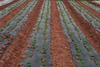 Biodegradable Mulch Film