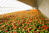 Diffusion Agricultural Films