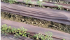 Brown Mulch Film
