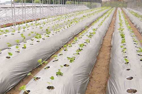 Why Is Luguan Silver & Black Mulch Film the Ideal Solution for Weed Control and Crop Protection?