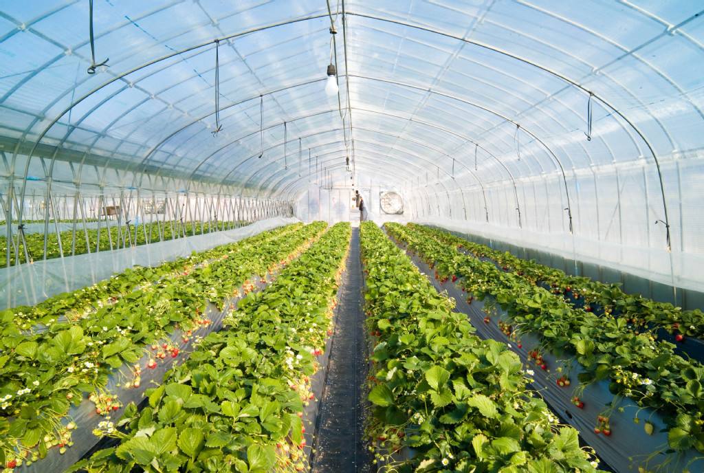 Light Conversion Greenhouse Film: Advanced Light Management Technology for Higher Crop Yield