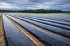 Black Mulch Film