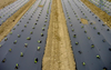 Biodegradable Mulch Film