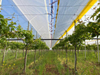 Grape Greenhouse Films