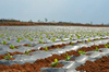 Biodegradable Mulch Film