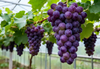 Grape Greenhouse Films