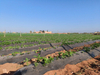Black Mulch Film