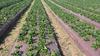 Brown Mulch Film